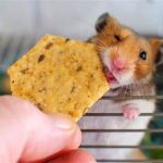 Can Hamsters Eat Crackers?