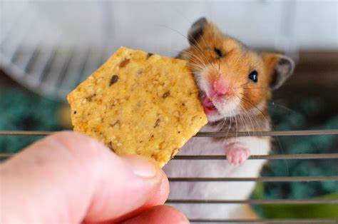 Can Hamsters Eat Crackers?