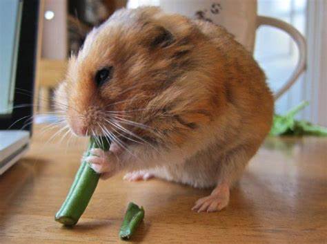 Can Hamsters Eat Green Beans?