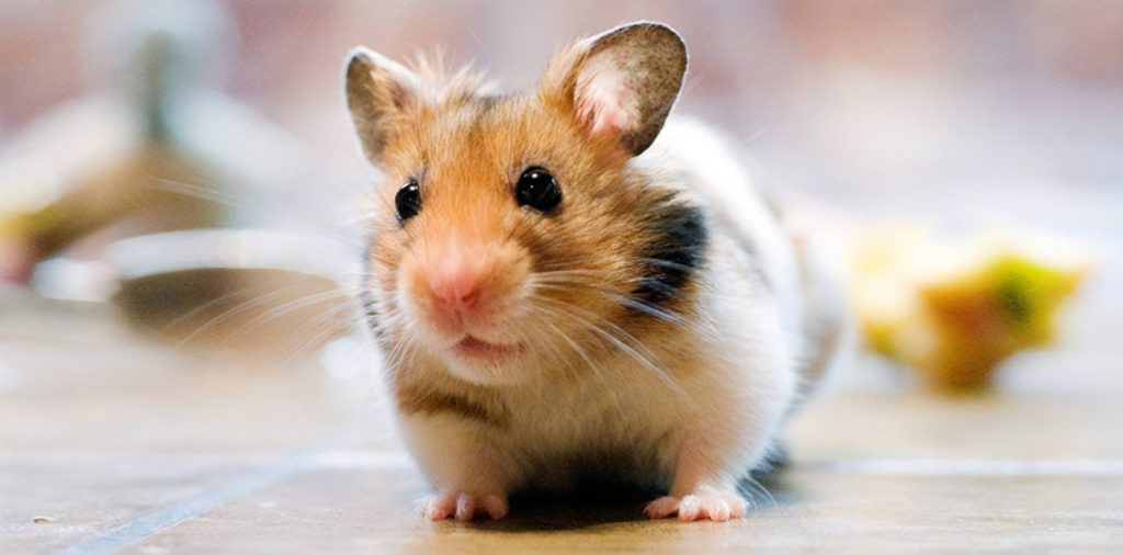 Can Hamsters Eat Ham?