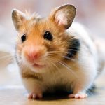 Can Hamsters Eat Ham?