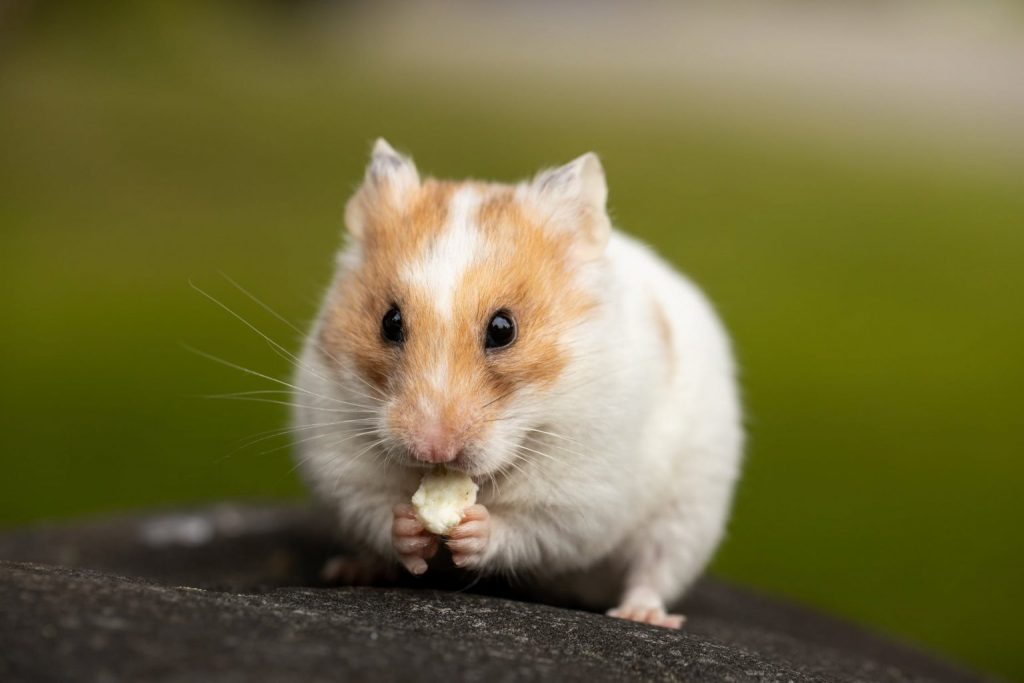 Can Hamsters Eat Peppers?