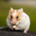 Can Hamsters Eat Peppers?