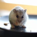 Can Hamsters Eat Popcorn?