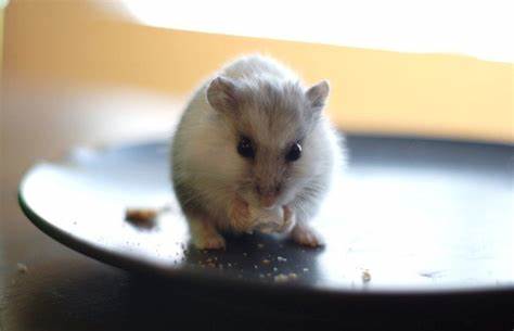 Can Hamsters Eat Popcorn?