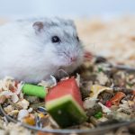 Can Hamsters Eat Pumpkin?