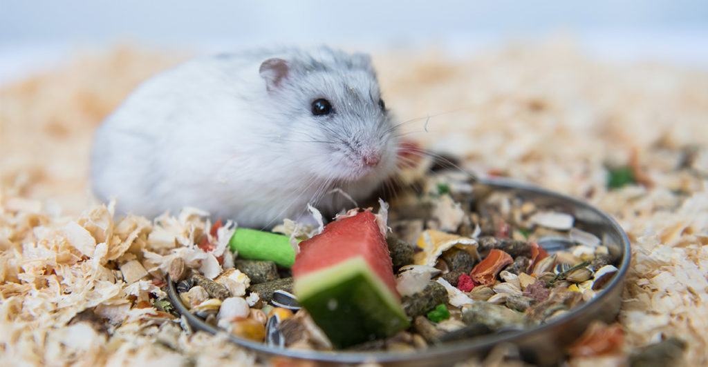 Can Hamsters Eat Pumpkin?