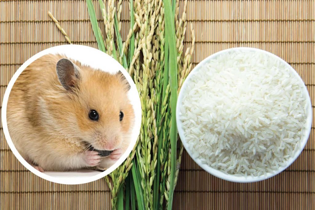 Can Hamsters Eat Rice?