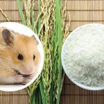 Can Hamsters Eat Rice?