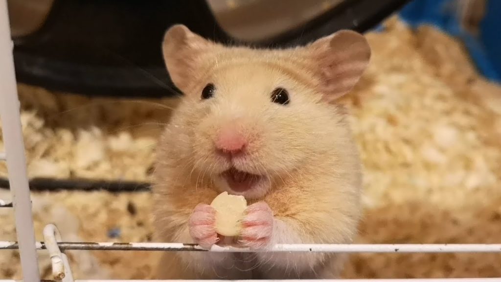 Can Hamsters Have Milk?