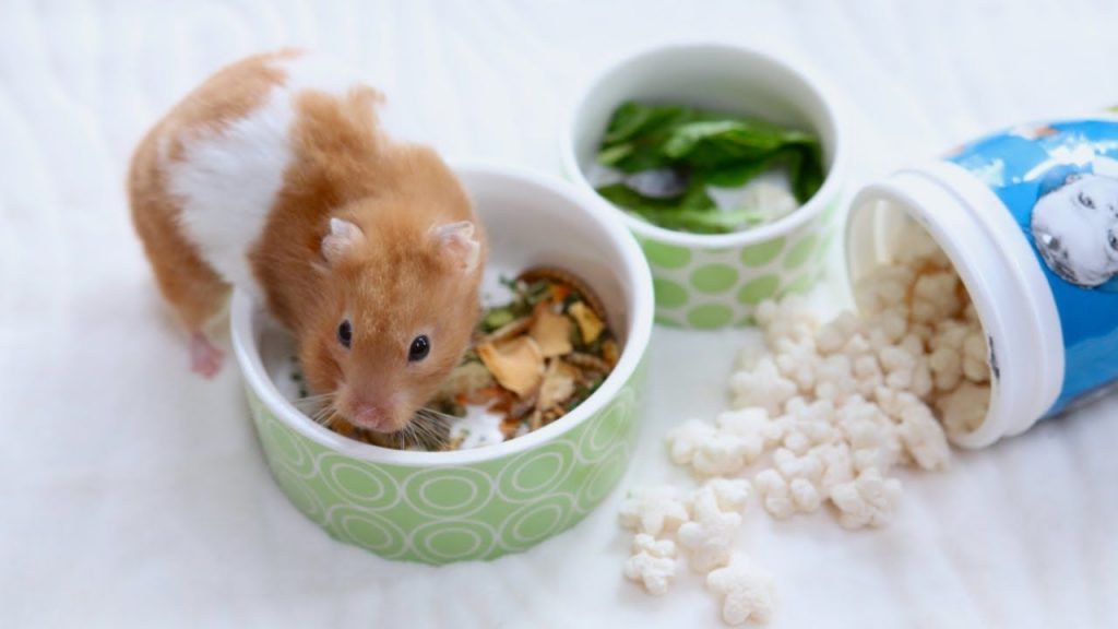 How Often Should You Feed Your Hamster?