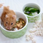 How Often Should You Feed Your Hamster?
