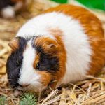 Can Guinea Pigs Eat Barley?