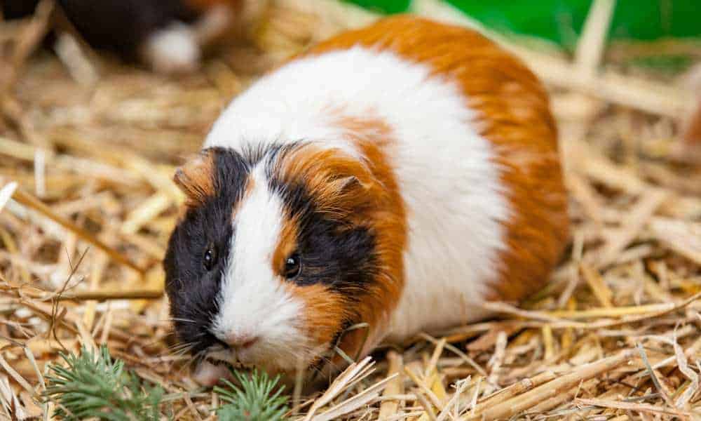 Can Guinea Pigs Eat Barley?