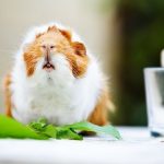 Can Guinea Pigs Eat Basil?