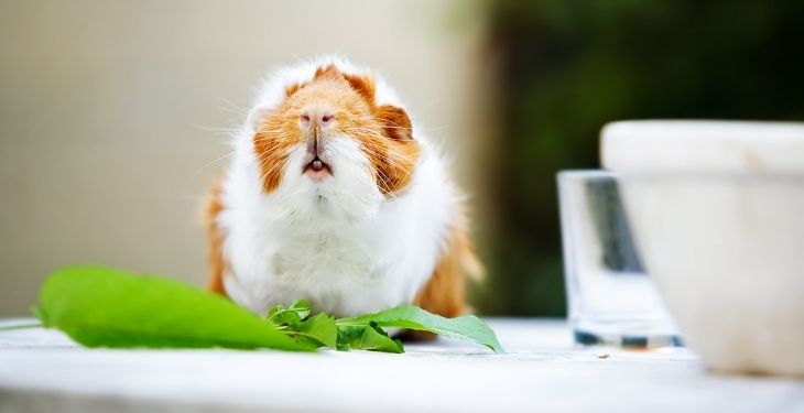 Can Guinea Pigs Eat Basil?