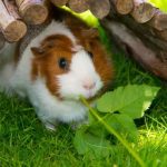 Can Guinea Pigs Eat Beef Fat