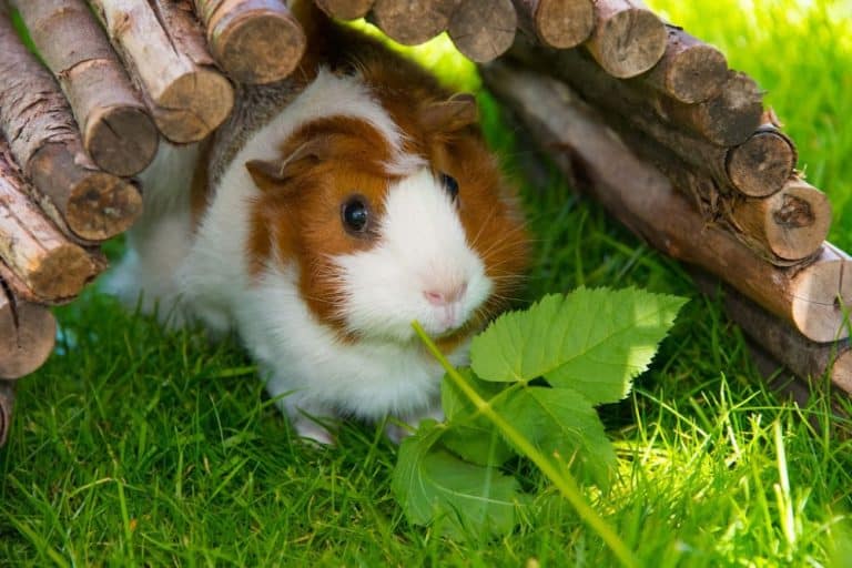 Can Guinea Pigs Eat Beef Fat