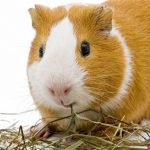 Can Guinea Pigs Eat Bermuda Hay