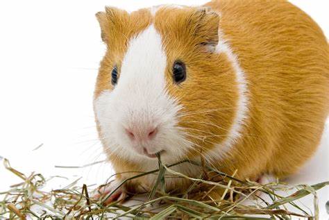 Can Guinea Pigs Eat Bermuda Hay