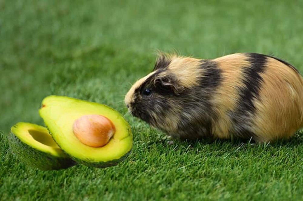 Can Guinea Pigs Eat Black Olives?