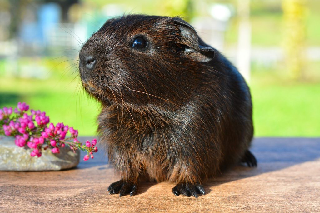 Can Guinea Pigs Eat Ham?