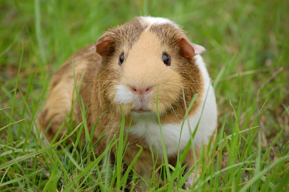 Can Guinea Pigs Eat Pecans?