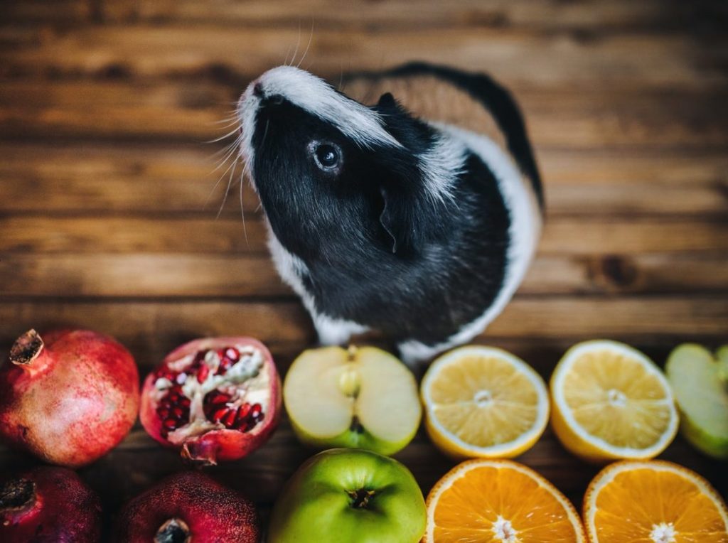 Can Guinea Pigs Eat Pomegranate?