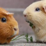 Can Guinea Pigs Eat Pork?