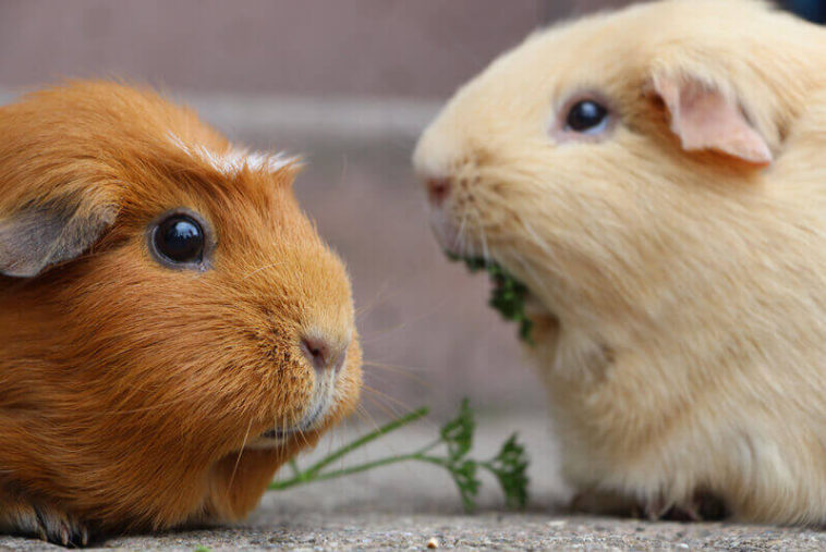 Can Guinea Pigs Eat Pork?