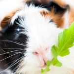 Can Guinea Pigs Eat Radishes?