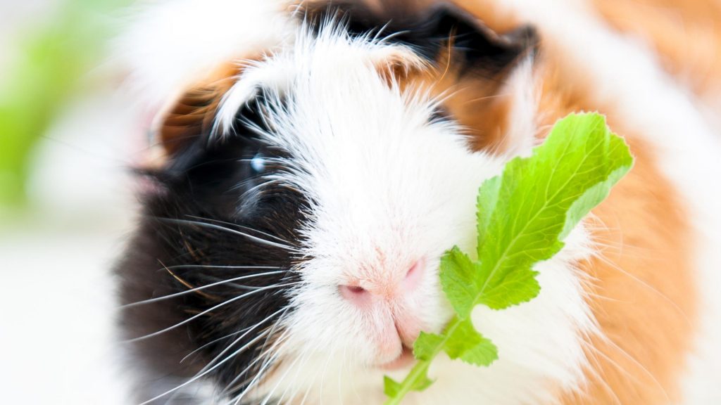 Can Guinea Pigs Eat Radishes?