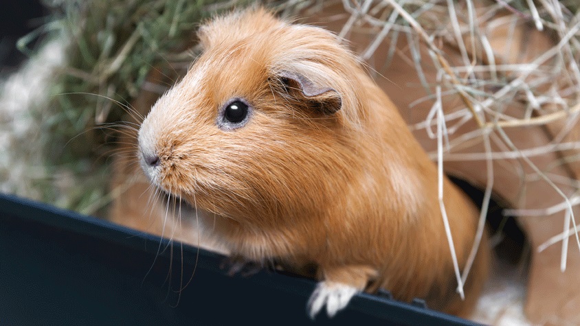 Can Guinea Pigs Eat Salt?