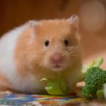 Can Hamsters Eat Broccoli?