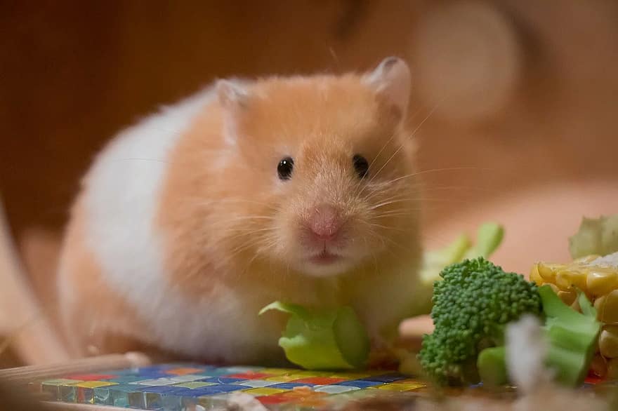 Can Hamsters Eat Broccoli?