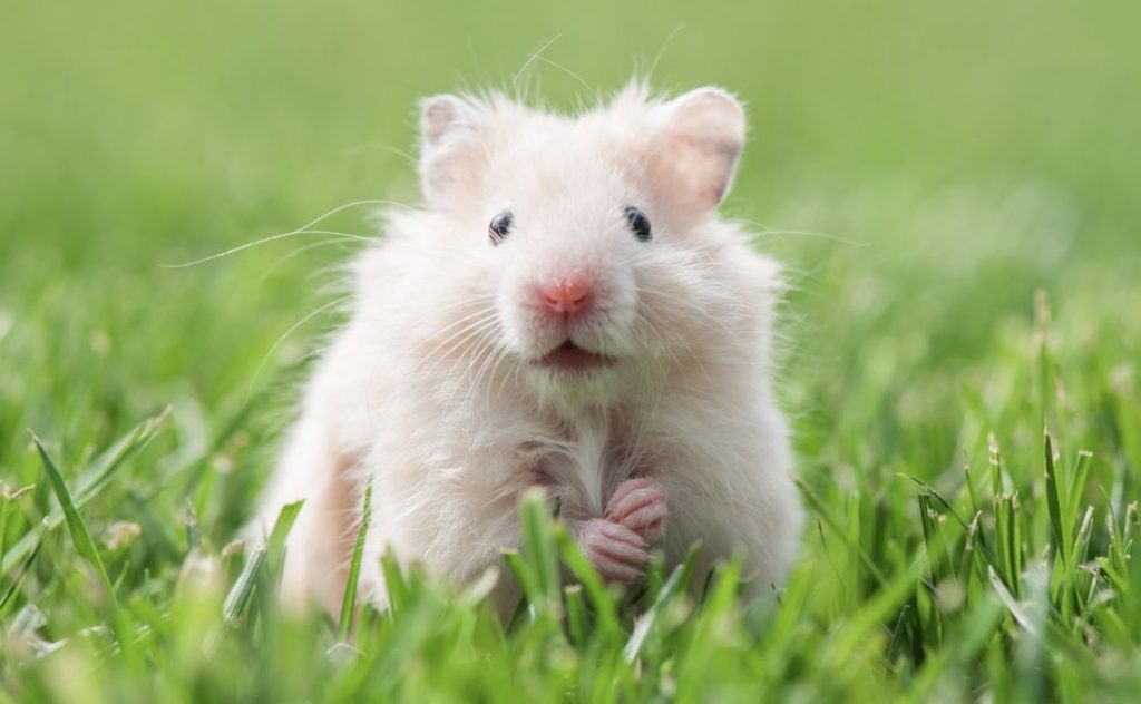 Can Hamsters Eat Grass?