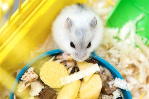 Can Hamsters Eat Potatoes?