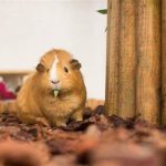 Can Guinea Pigs Eat Bamboo?