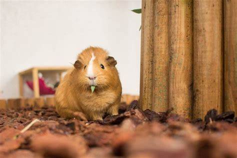 Can Guinea Pigs Eat Bamboo?