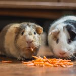 Can Guinea Pigs Eat Carrots