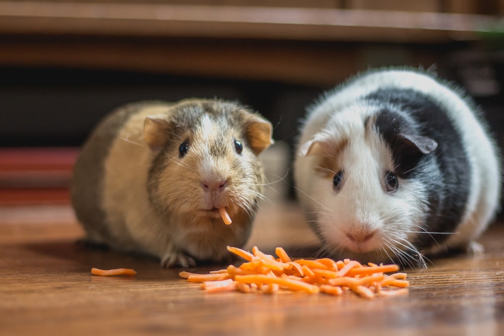 Can Guinea Pigs Eat Carrots