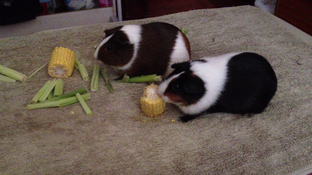 Can Guinea Pigs Eat Chocolate