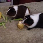 Can Guinea Pigs Eat Chocolate