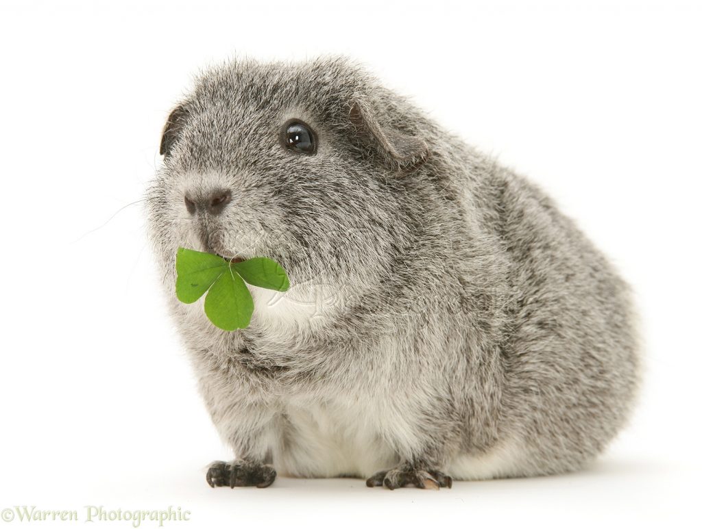 Can Guinea Pigs Eat Clover?