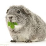Can Guinea Pigs Eat Clover?