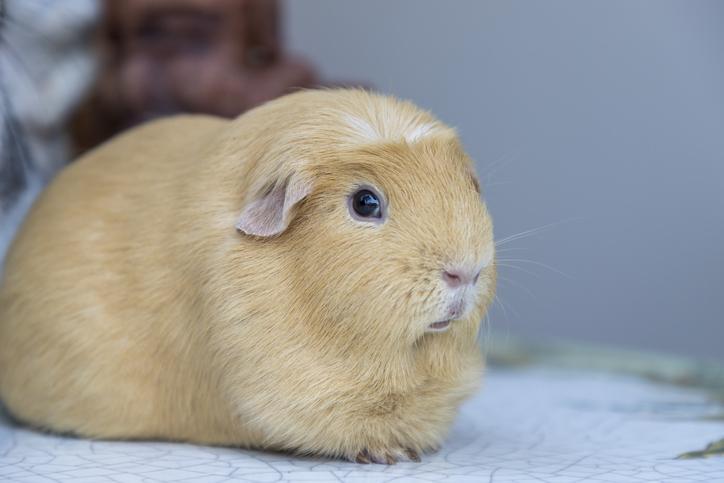 Can Guinea Pigs Eat Coconut?