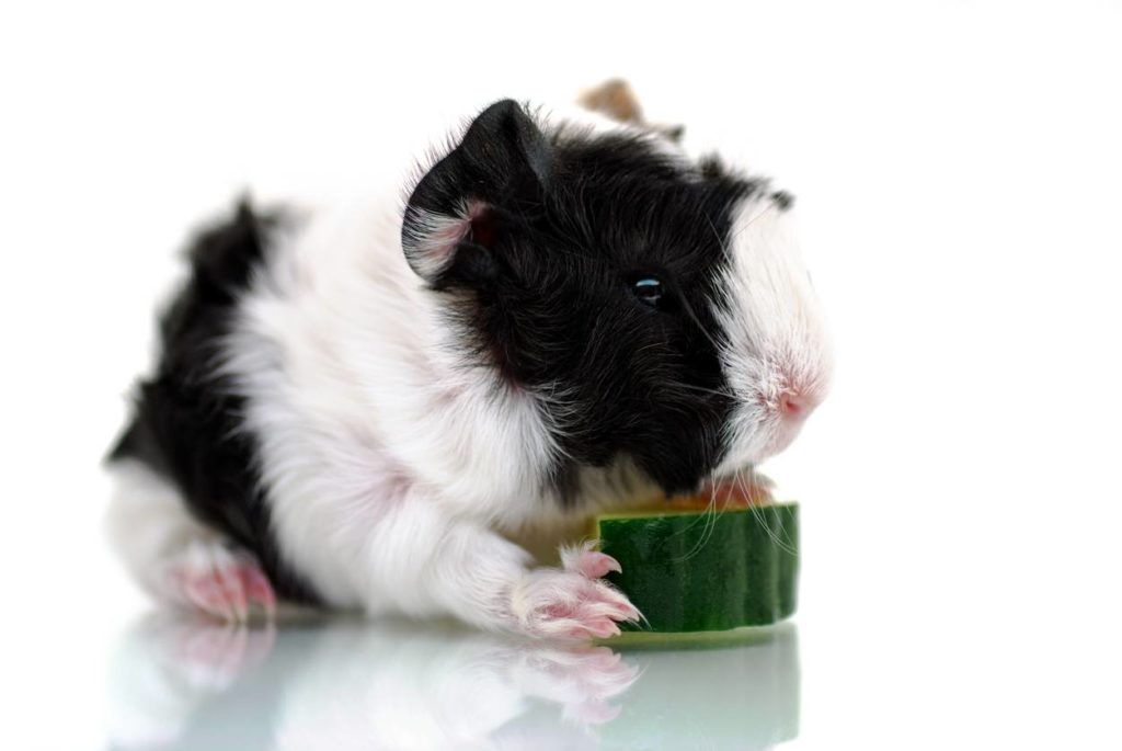 Can Guinea Pigs Eat Cucumbers?