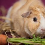 Can Guinea Pigs Eat Garlic?