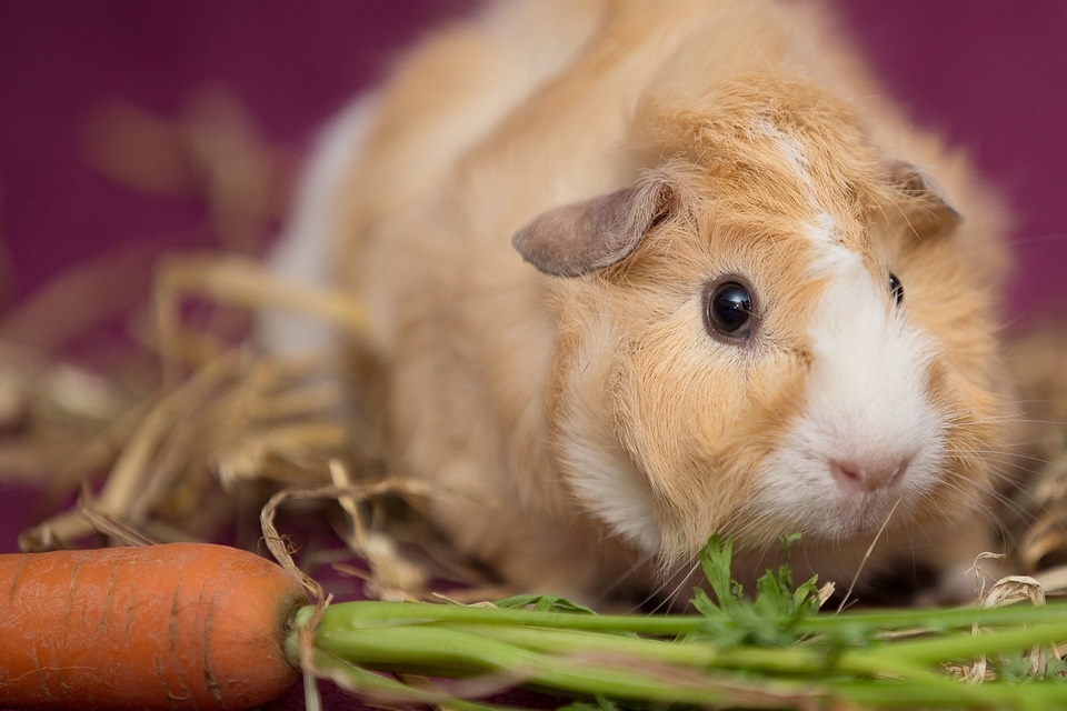 Can Guinea Pigs Eat Garlic?