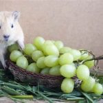 Can Guinea Pigs Eat Grapes?